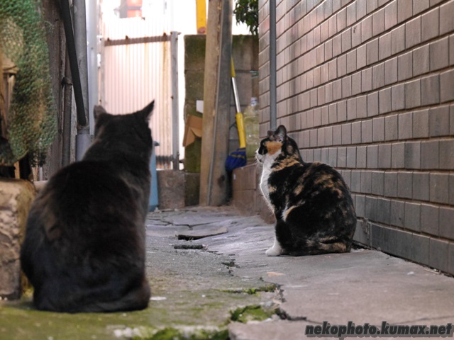居酒屋路地の猫さん達 街を歩けば そこに猫