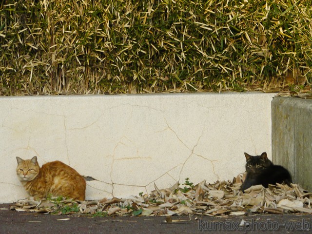 モノレールに乗って猫に会いに行こう 昭和島編 ２ 街を歩けば そこに猫